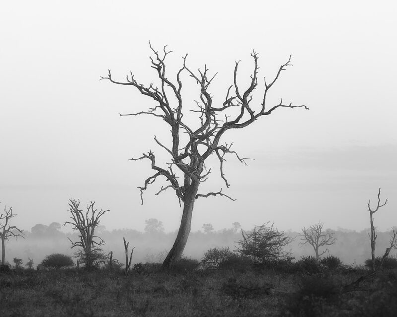 a tree in a field