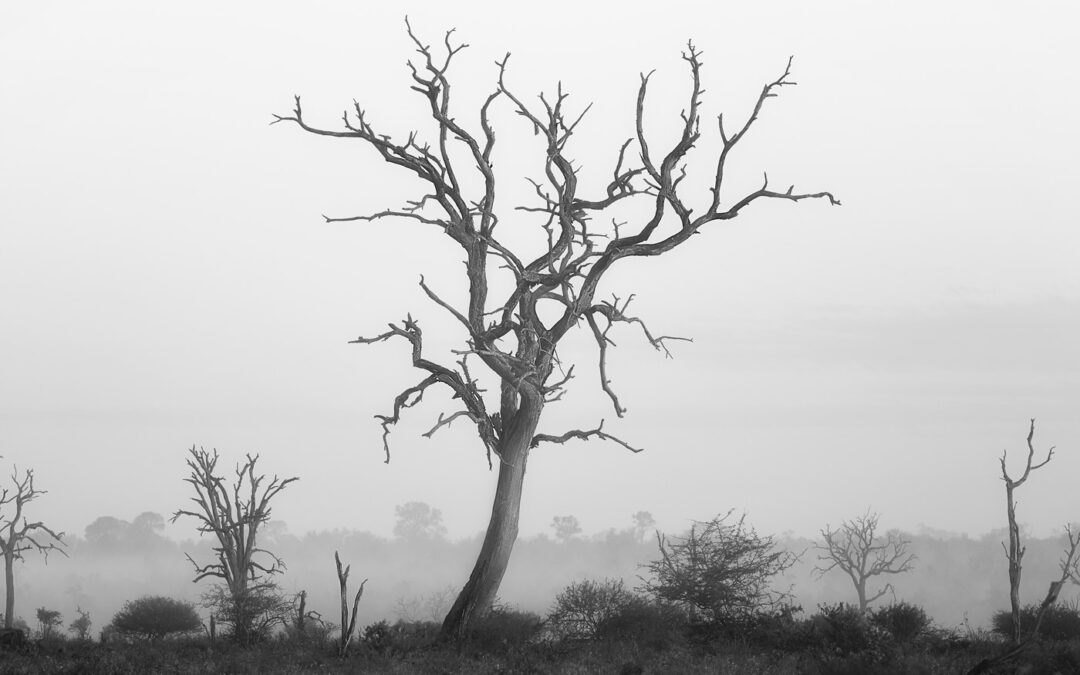 The Timeless Beauty of the Dead Leadwood Tree in Kruger National Park