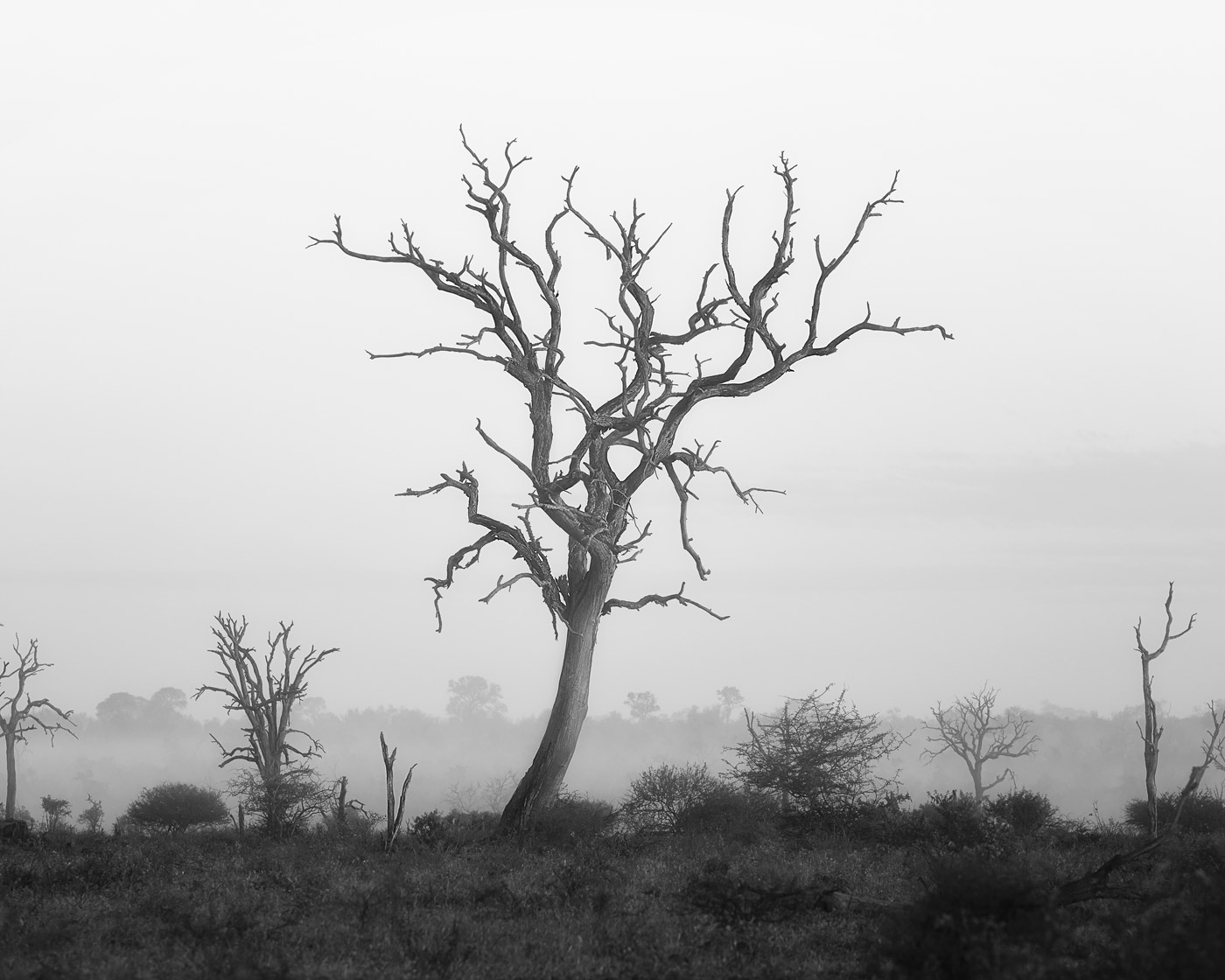 Black and white photo of a dead tree in the morning mist in Kruger National Park.