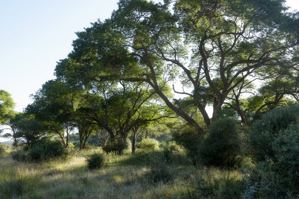 Tree Photography