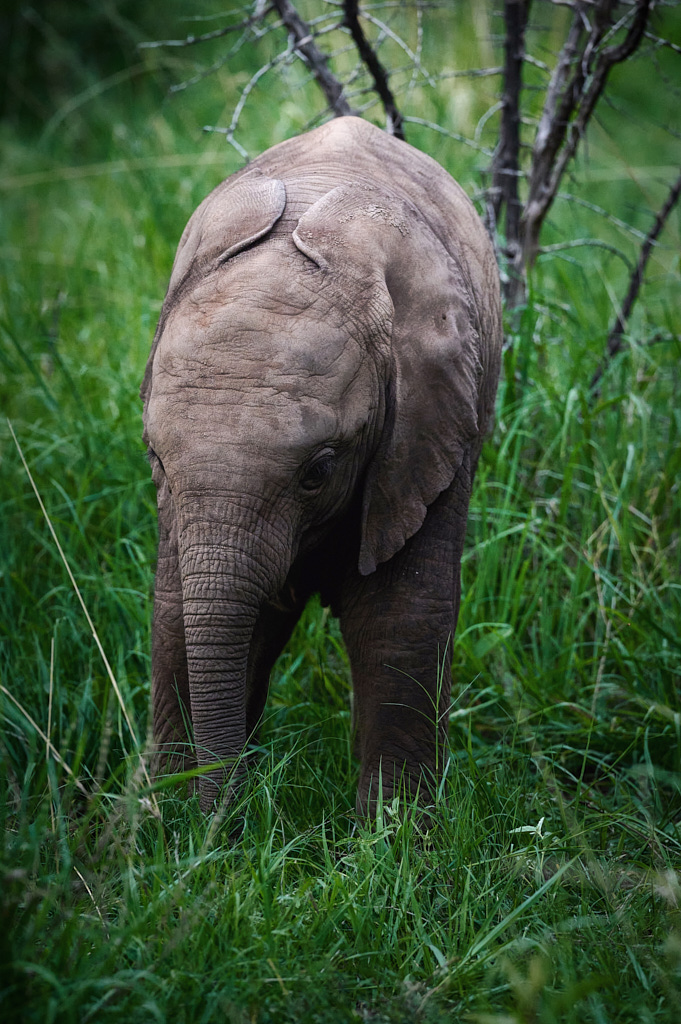 A baby elephant in the Pilanesberg National Park.
