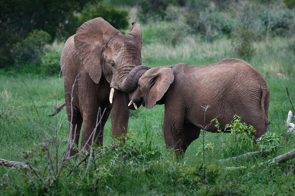 Elephant affection - Pilanesberg National Park