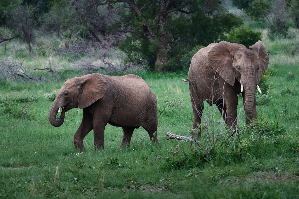 Elephants in the Pilanesberg National Park.
 