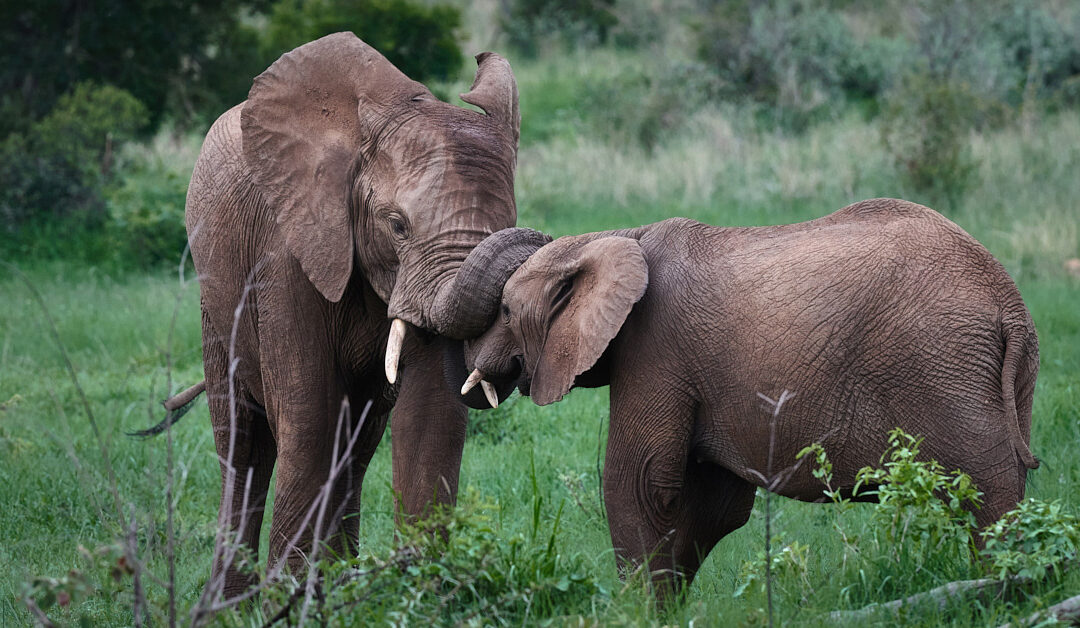 Wildlife Adventure: A Photographer’s Trip Through Black Rhino Game Reserve and Pilanesberg National Park