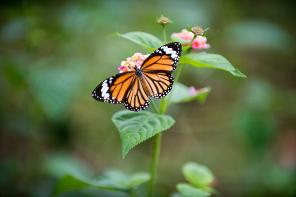 Macro image taken in a beginner photography lesson.