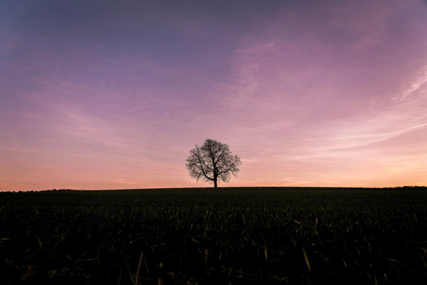 Lone tree - learning framing in a beginner photography course.