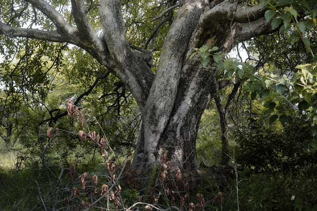 Tree Photography