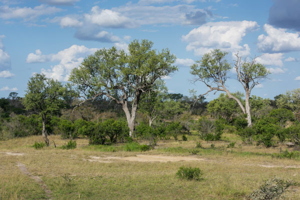 tree-photography Landscape photograph of trees in the Kruger National Park, South Africa.