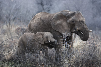 Wildlife photography
