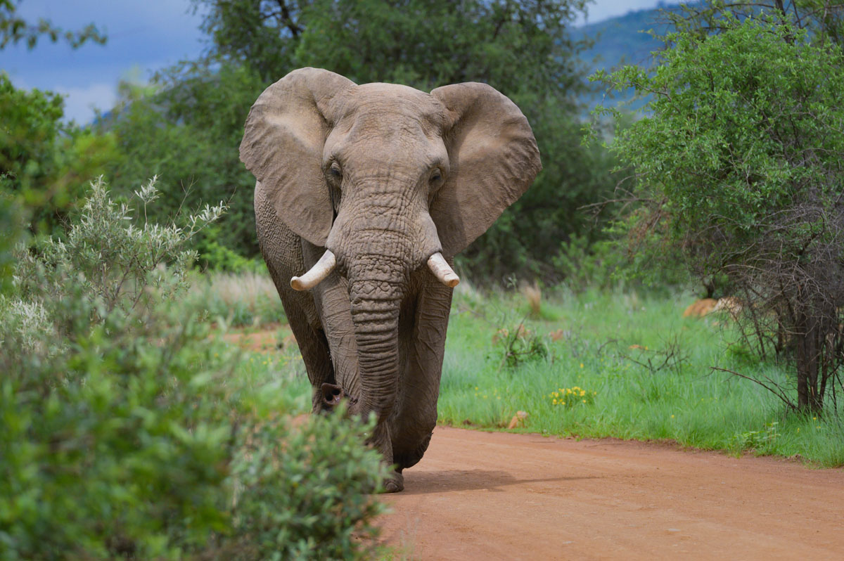 Elephant walking towards the camera on a dirt road